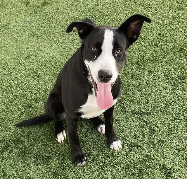 A young large-sized female Mixed Breed dog named Annie for adoption in Palmetto, FL