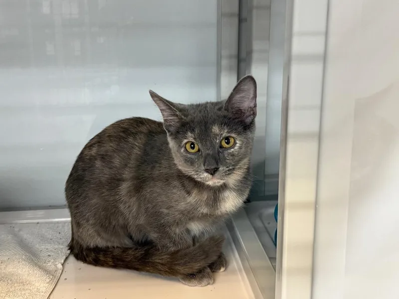 A baby medium-sized female Domestic Short Hair cat named Mila for adoption in Raleigh, NC