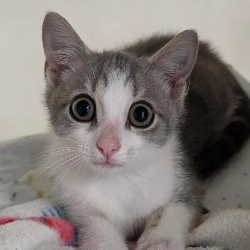 A baby small-sized male Gray / Blue / Silver Domestic Short Hair cat named Corky for adoption in Zanesville, OH