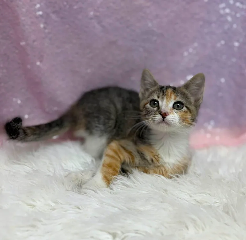 A young medium-sized female Domestic Short Hair cat named Pipe for adoption in Clarkesville, GA