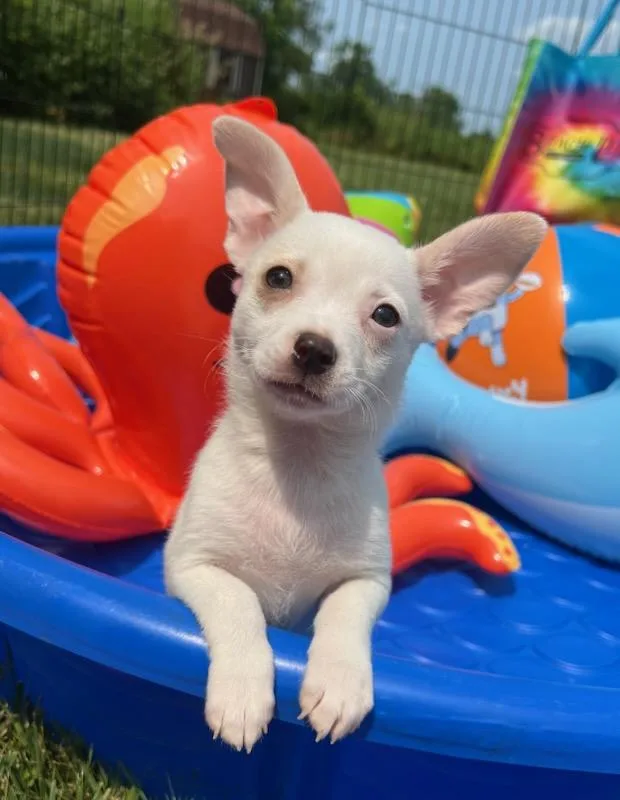 A baby small-sized female Chihuahua dog named Pearl for adoption in Belmont, NY