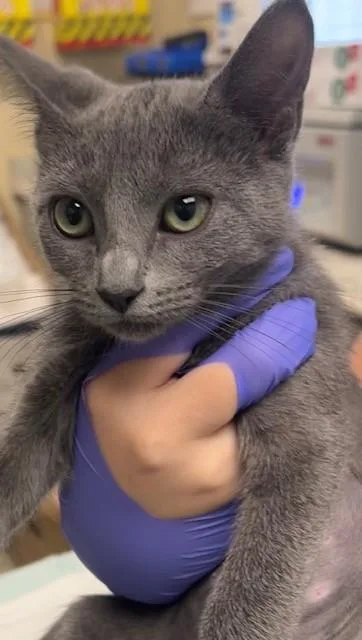 A baby small-sized female Russian Blue cat named Fettucine for adoption in Lodi, CA