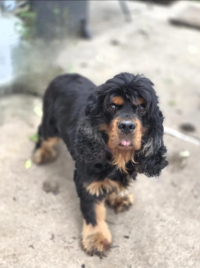An adult medium-sized male Bicolor Cocker Spaniel dog named Mac for adoption in Lincoln, NE