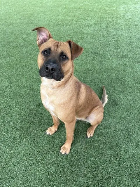 A young large-sized male Pit Bull Terrier dog named S'more for adoption in Castaic, CA