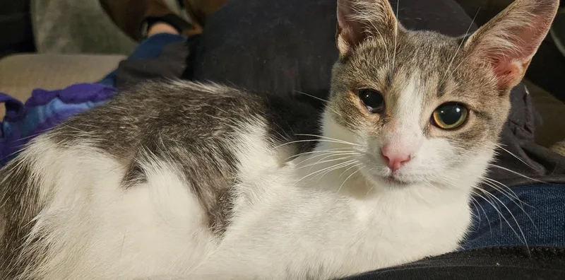 Pepper thumbnail 2