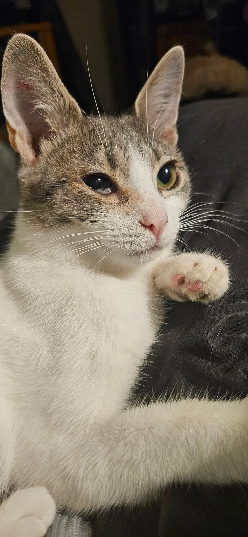 A baby medium-sized female Domestic Short Hair cat named Pepper for adoption in Kirklin, IN