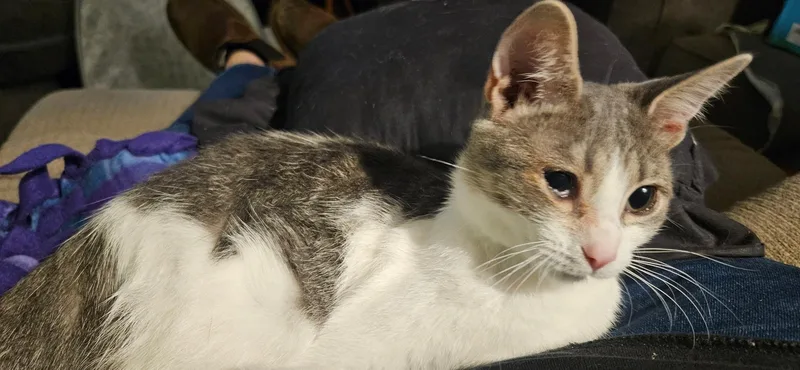 Pepper thumbnail 5