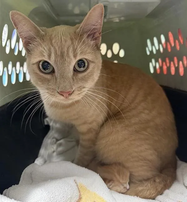 An adult medium-sized female Domestic Short Hair cat named Mango for adoption in Escondido, CA