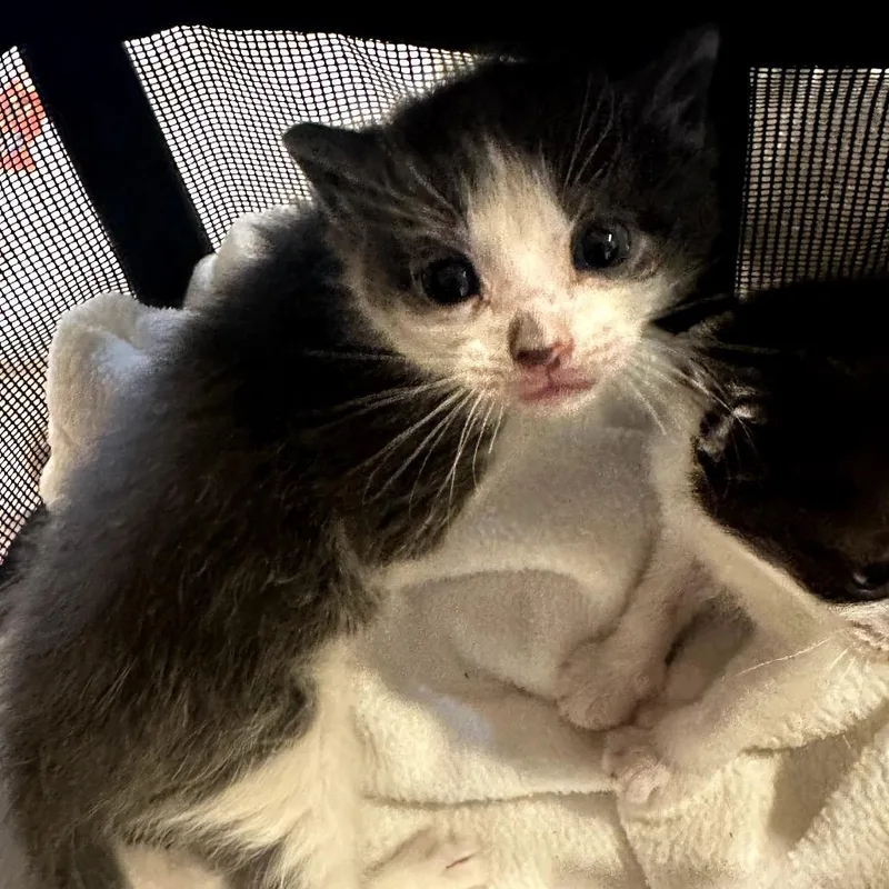 A baby small-sized female Gray / Blue / Silver Domestic Short Hair cat named Lulu for adoption in Manalapan, NJ