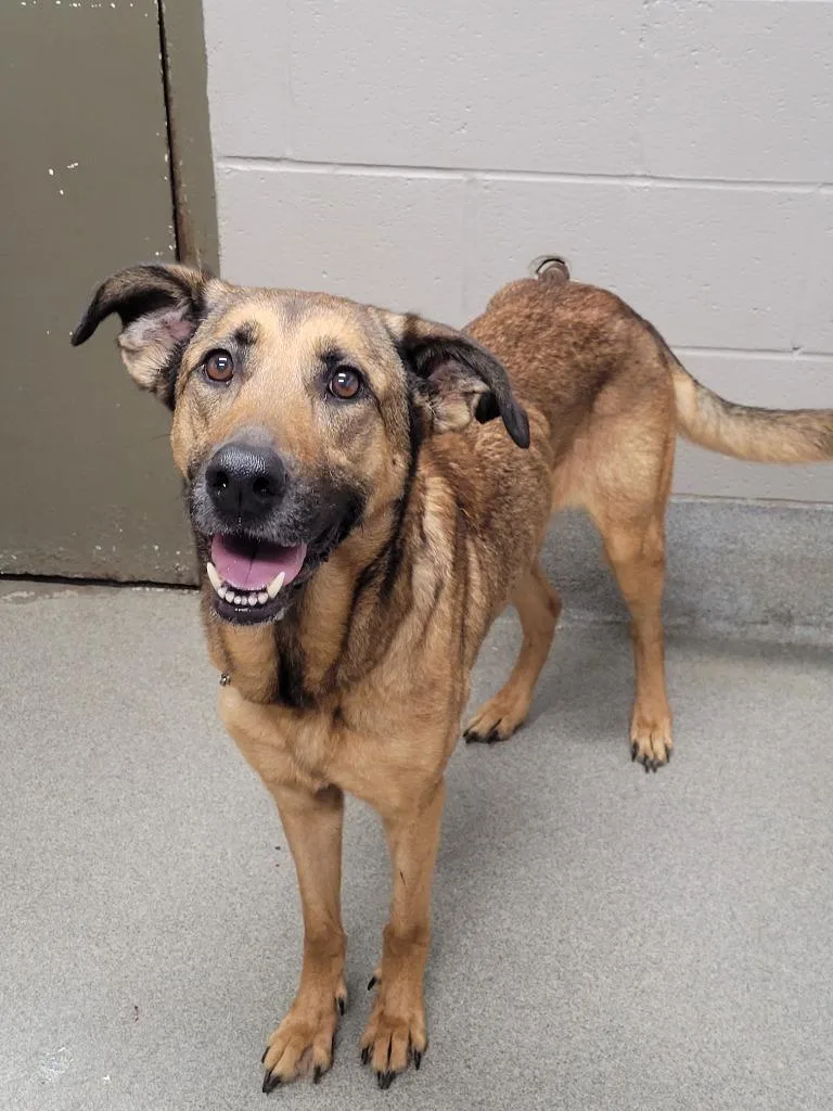 An adult large-sized female Shepherd dog named Ellie for adoption in Hopkinsville, KY