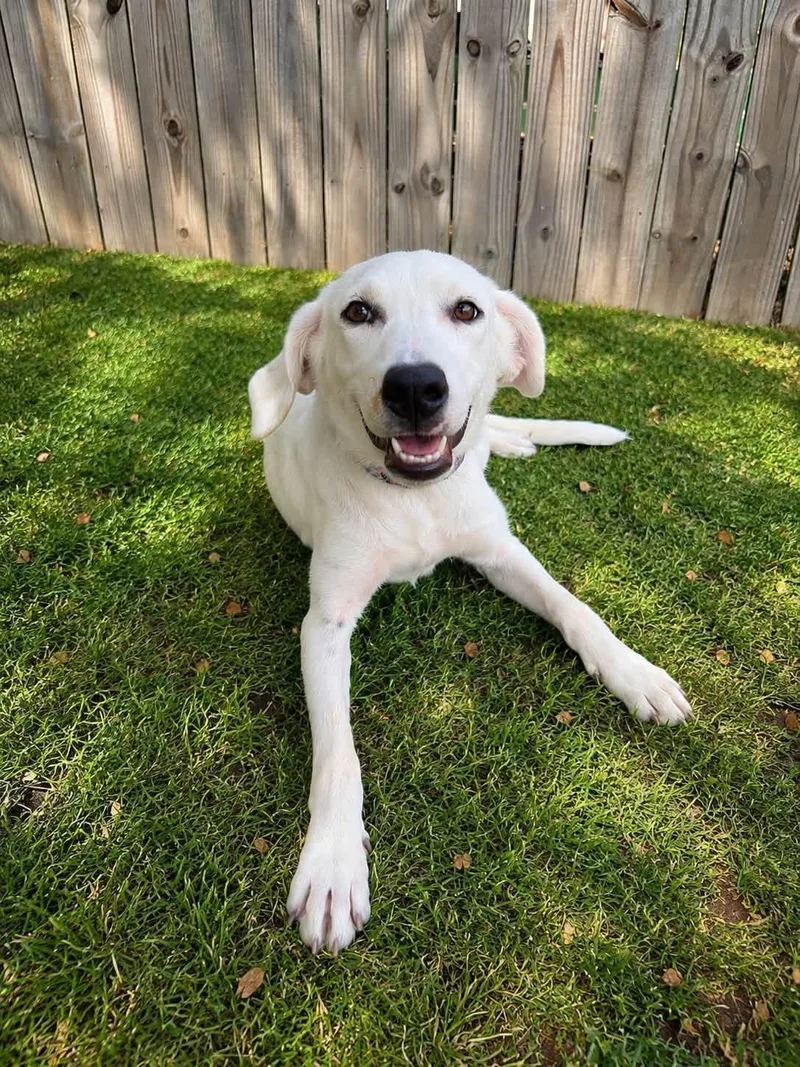 A baby medium-sized female Retriever dog named Lily for adoption in University Place, WA