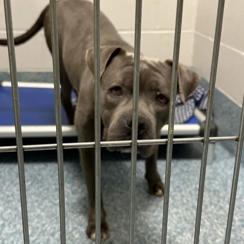 An adult large-sized male Gray / Blue / Silver Pit Bull Terrier dog named Graham for adoption in Greensboro, NC