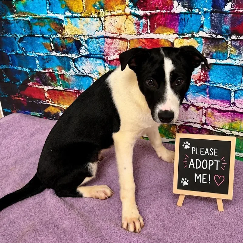 A baby medium-sized male Black Border Collie dog named Jaxon for adoption in Charlottesville, VA