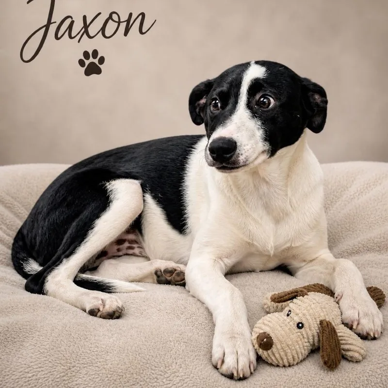 Jaxon thumbnail 2