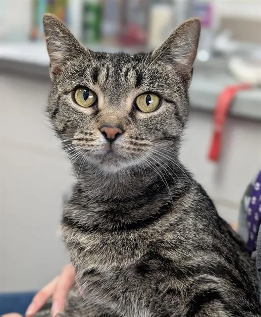 A young medium-sized female Domestic Short Hair cat named Barbie for adoption in Canfield, OH