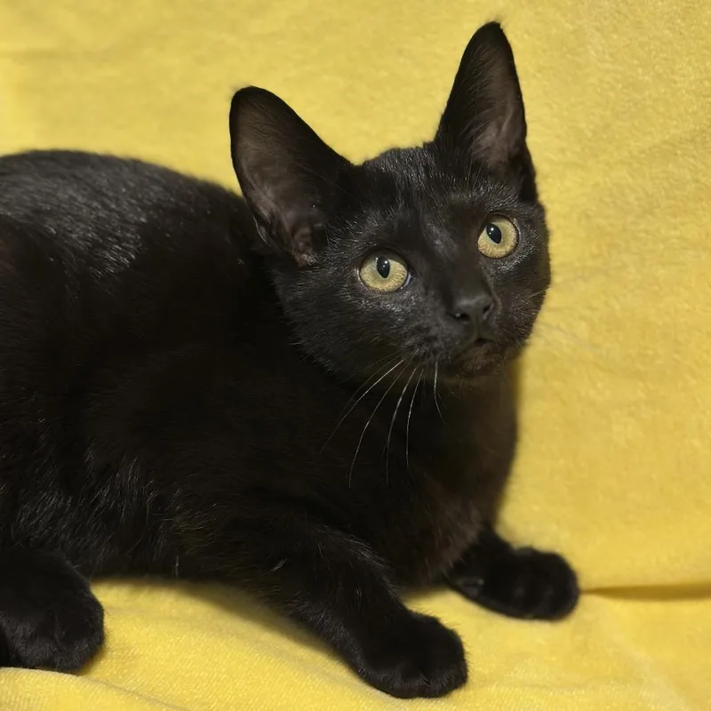 A baby small-sized male Black Domestic Short Hair cat named Tonks for adoption in Matteson, IL