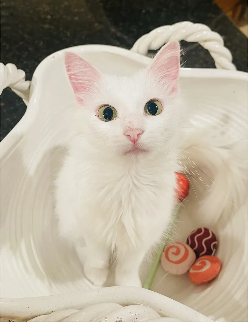 A baby medium-sized female White Turkish Angora cat named Angel  Riley Fuzzel for adoption in Spring, TX