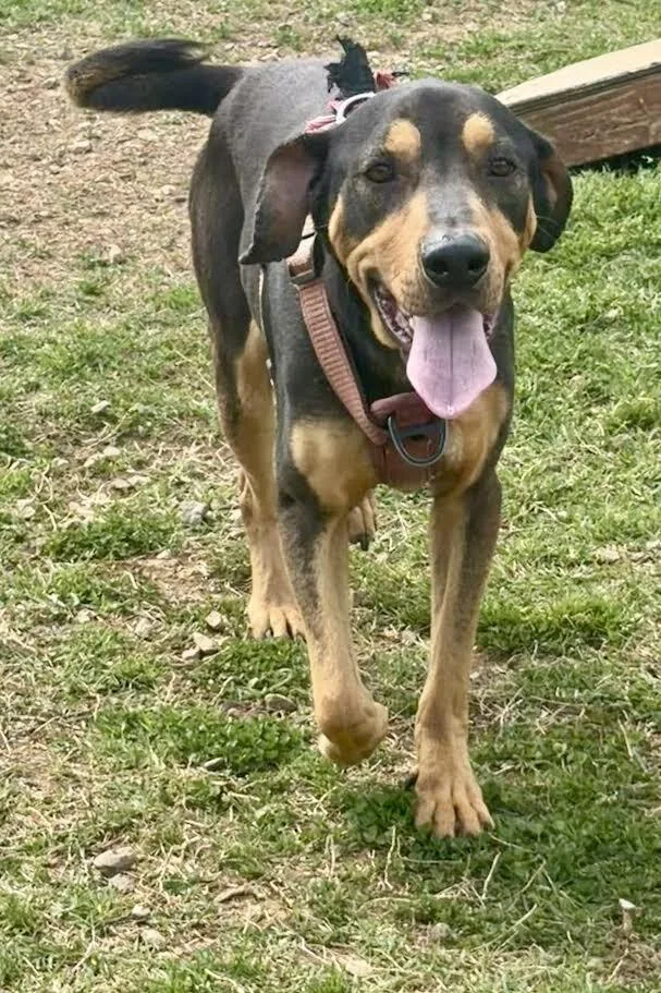 An adult medium-sized male Black Mixed Breed dog named Charlie for adoption in Maryville, TN