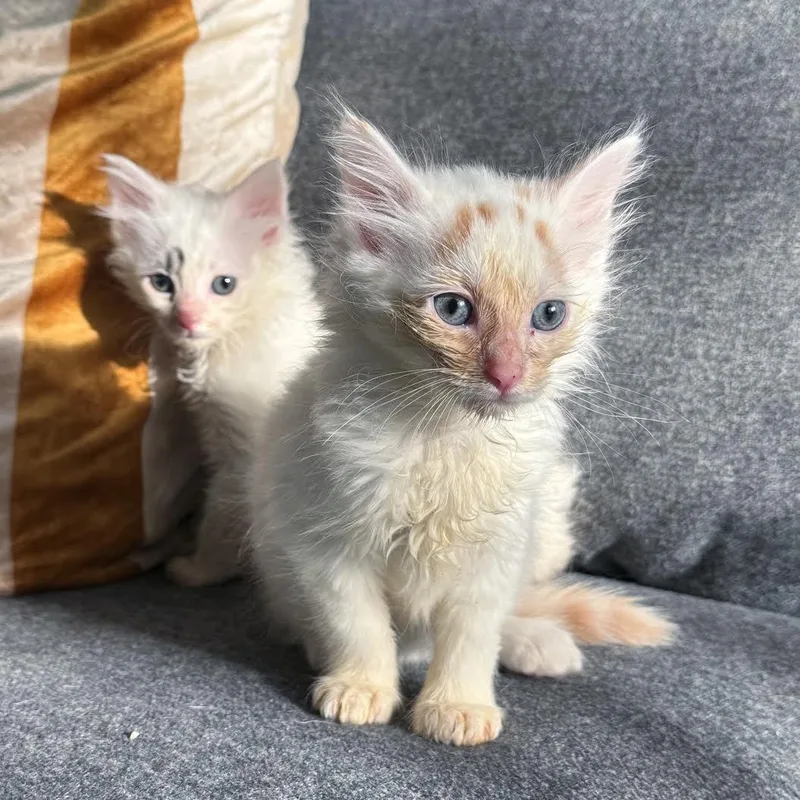 A baby medium-sized male Orange & White Domestic Long Hair cat named Ducky And Chickadee for adoption in LEETONIA, OH