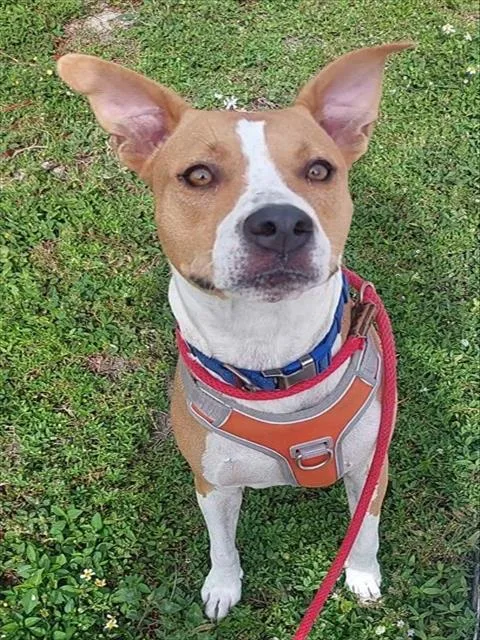 An adult medium-sized female American Staffordshire Terrier dog named Maddy for adoption in Fort Lauderdale, FL