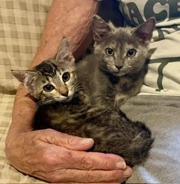 A baby medium-sized female Tabby (Gray / Blue / Silver) Domestic Short Hair cat named Lovey & Cuddles for adoption in Sedona, AZ