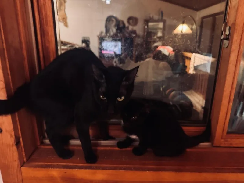 Pyewacket