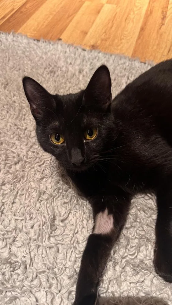 Pyewacket thumbnail 2