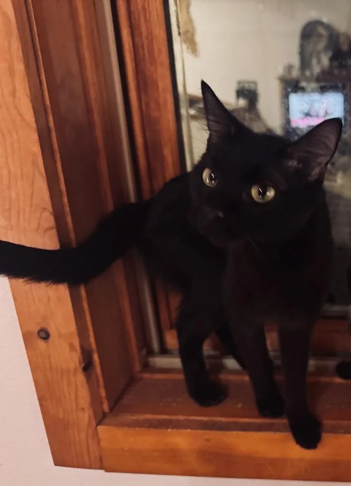 Pyewacket thumbnail 3