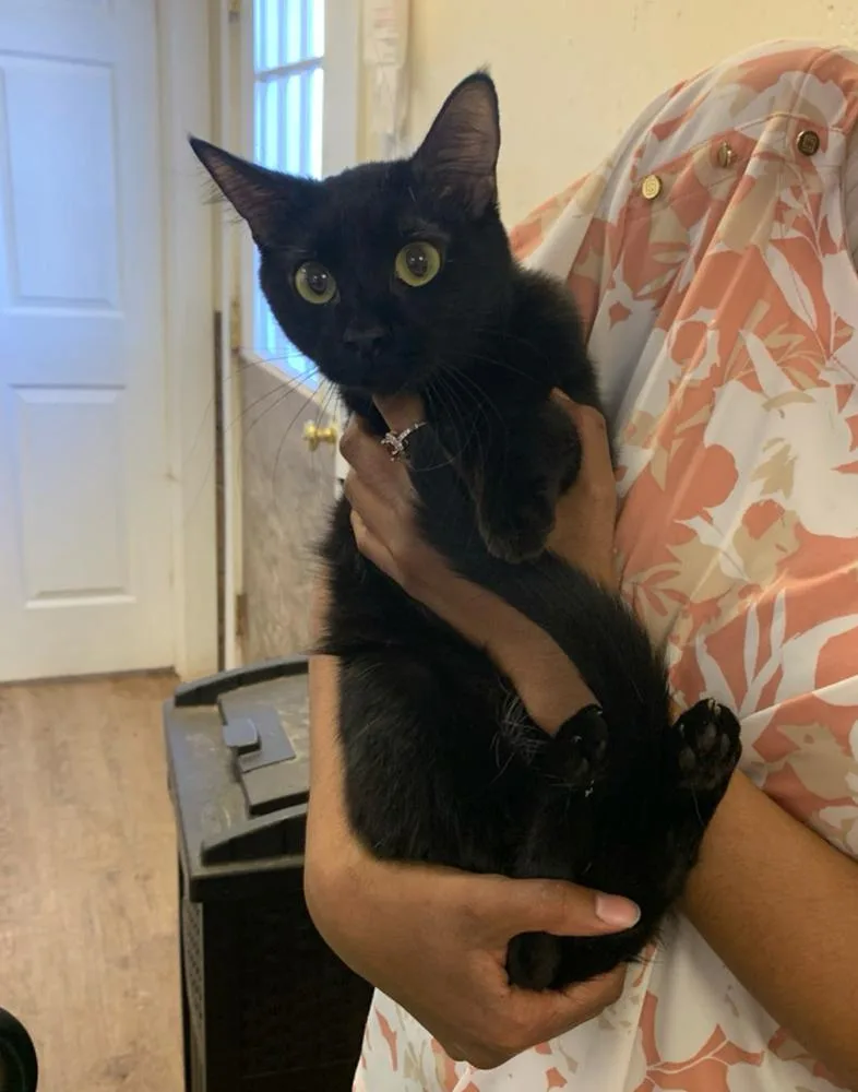 Pyewacket thumbnail 4