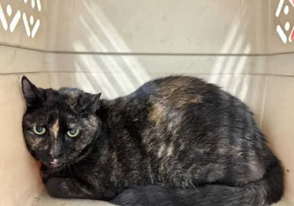 An adult medium-sized female Domestic Short Hair cat named Cuddles for adoption in Ridgewood, NY