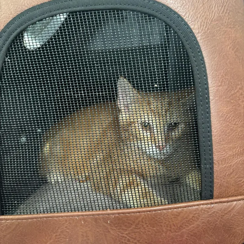 A baby medium-sized male Orange / Red Domestic Short Hair cat named RockyFork Colby for adoption in Columbia, MO