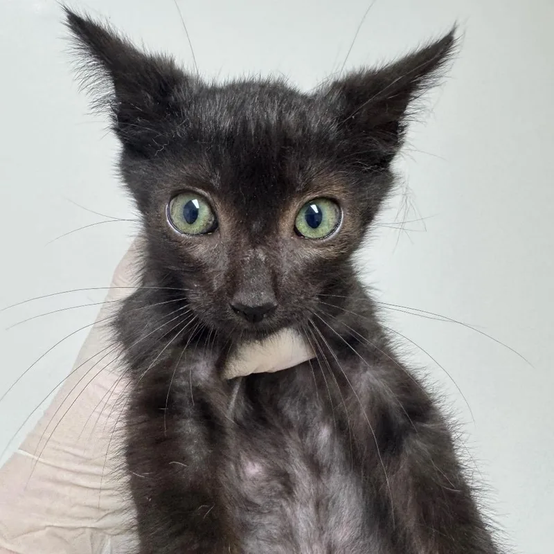 A baby small-sized male Black Domestic Short Hair cat named Cumberbund for adoption in Grantsville, UT