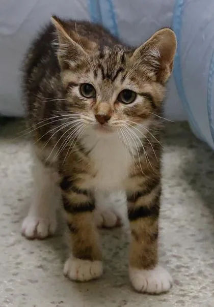 A baby medium-sized male Domestic Short Hair cat named Tyler for adoption in Verona, WI