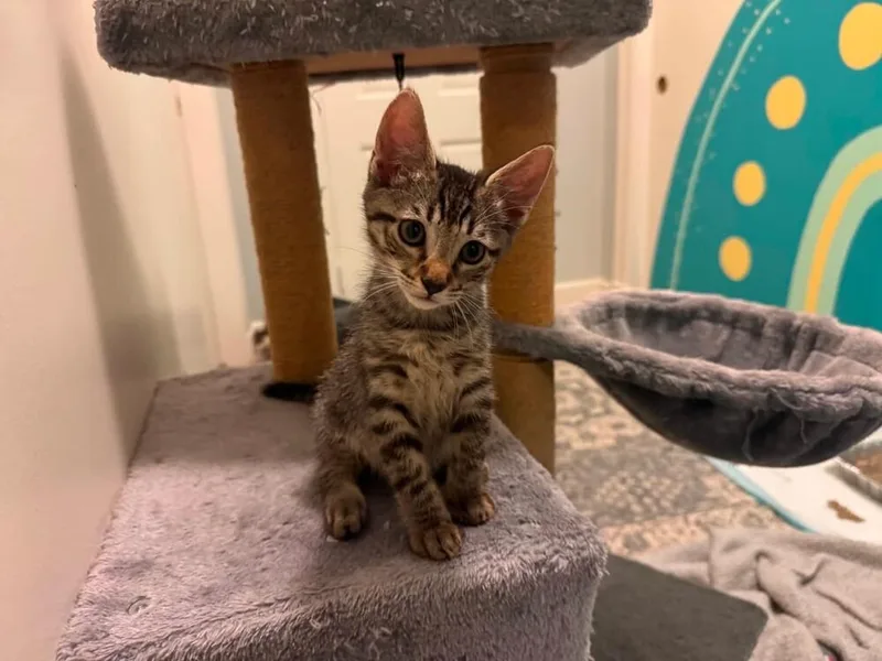 A baby small-sized male Gray / Blue / Silver Domestic Short Hair cat named Spider for adoption in WARNER ROBINS, GA