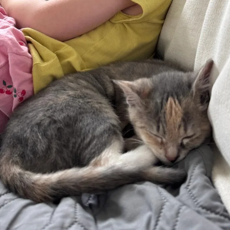 A young medium-sized female Domestic Medium Hair cat named Bella for adoption in Charlotte, NC