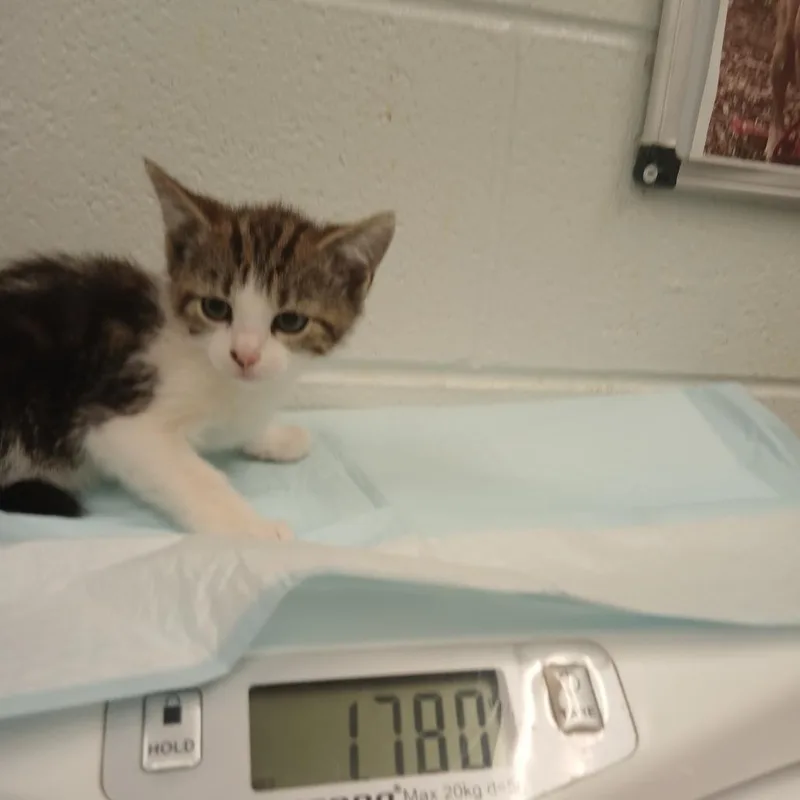A baby small-sized female Gray / Blue / Silver Domestic Short Hair cat named Gina for adoption in Chattanooga, TN