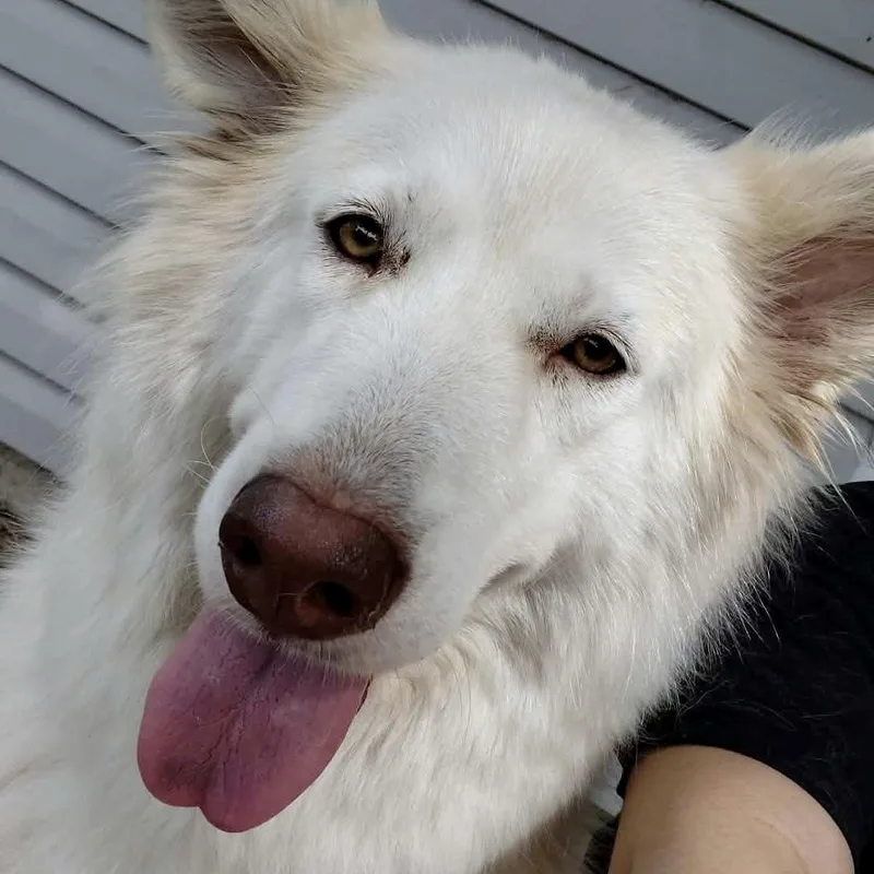 An adult large-sized female White / Cream Husky dog named Akira for adoption in Liverpool, TX