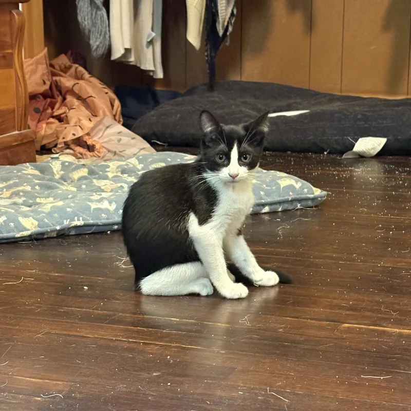 A young medium-sized male Black & White / Tuxedo Domestic Short Hair cat named Frank for adoption in Rochester, NY
