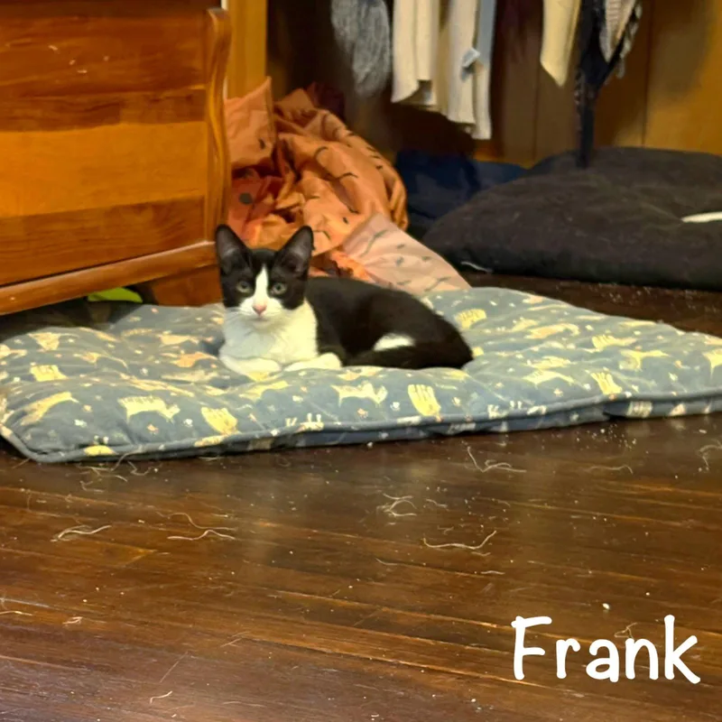 Frank thumbnail 2