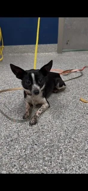An adult small-sized male Chihuahua dog named Papis for adoption in Pasadena, TX