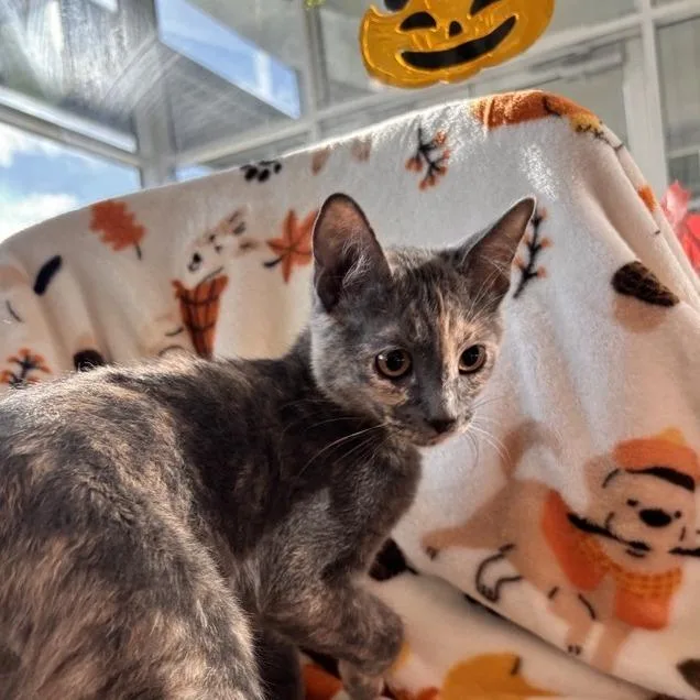 A baby small-sized female Calico Domestic Short Hair cat named Moonlight for adoption in Phoenix, AZ