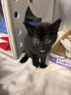 A baby small-sized male Domestic Short Hair cat named Ryo for adoption in Gardena, CA
