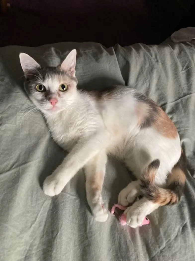 A young medium-sized female Dilute Calico Domestic Short Hair cat named Tina for adoption in Findlay, OH