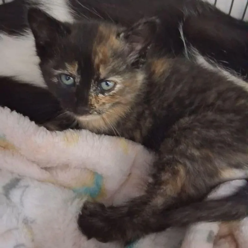 A young medium-sized female Tortoiseshell Domestic Short Hair cat named Patches for adoption in Lake Havasu City, AZ