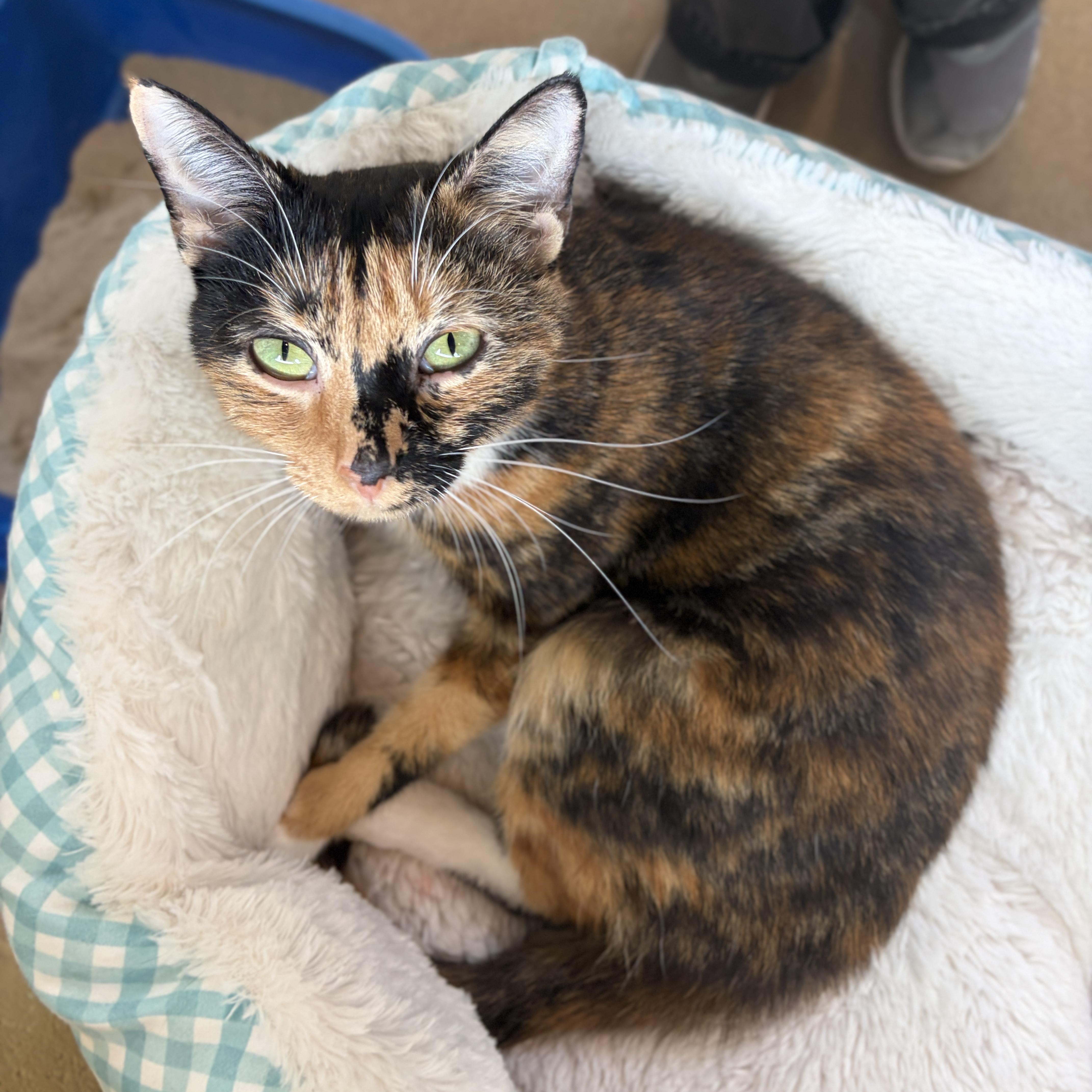 A young medium-sized female Calico Domestic Short Hair cat named Cali for adoption in Winchester, VA