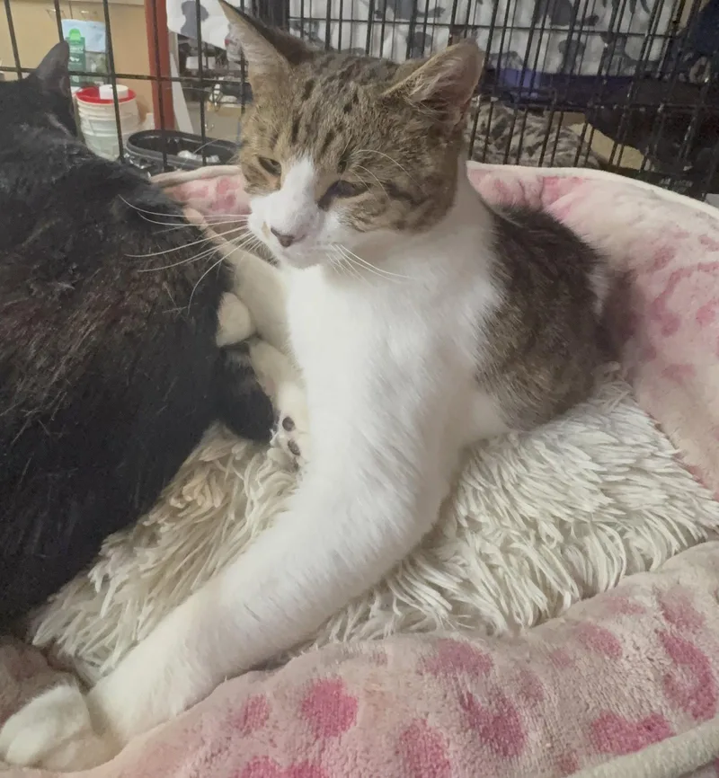 A young medium-sized female Domestic Short Hair cat named Fiddlesticks for adoption in Brooklyn, NY