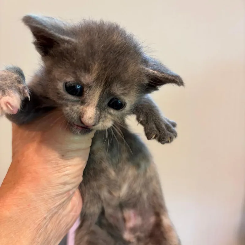 A baby small-sized female Gray / Blue / Silver American Shorthair cat named Atlanta for adoption in Long Beach, CA