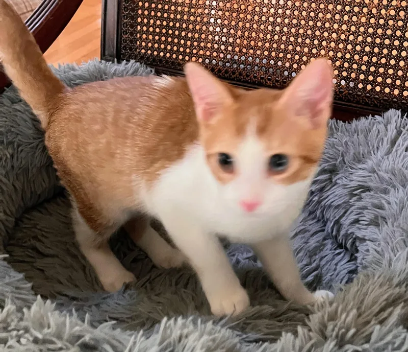 A baby medium-sized male Tabby (Orange / Red) Domestic Short Hair cat named Bosco for adoption in Landenberg, PA