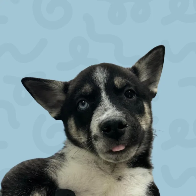 A baby small-sized male Black Siberian Husky dog named Ghost for adoption in Reno, NV