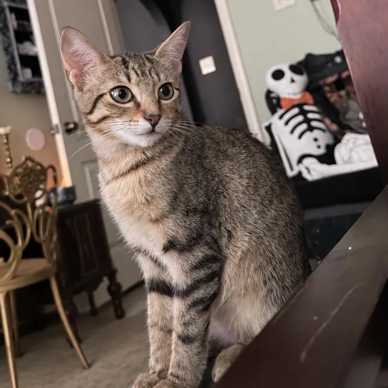 A baby medium-sized female Tabby (Brown / Chocolate) Domestic Short Hair cat named Penni & Ginger for adoption in Liverpool, TX